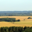 40. Elk